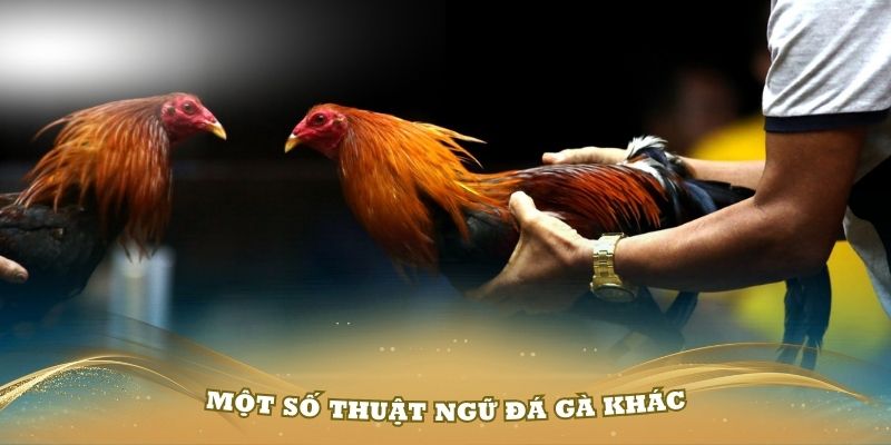 Một số thuật ngữ đá gà khác trong quá trình nuôi chiến kê