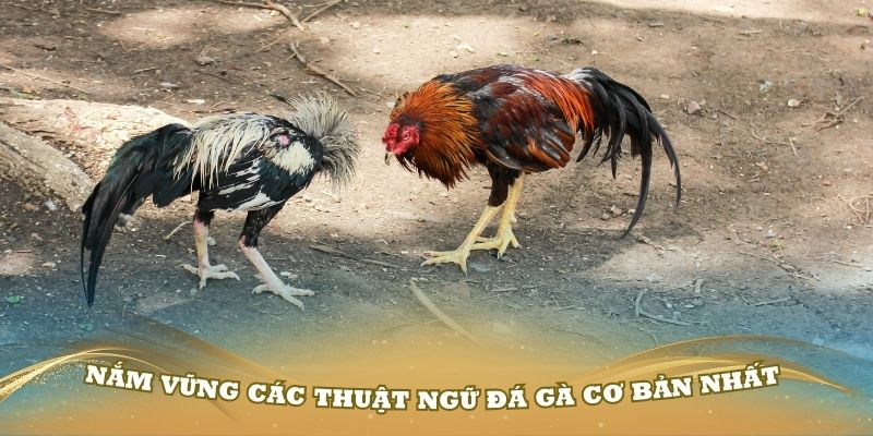 Nắm vững các thuật ngữ đá gà cơ bản nhất