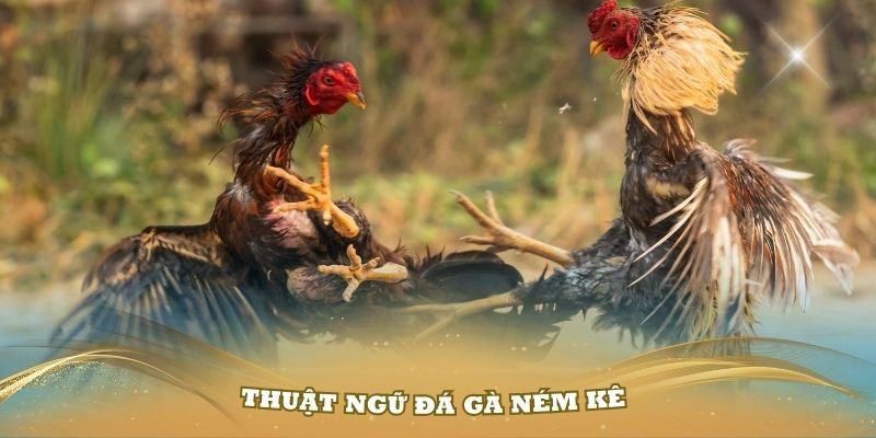 Thuật ngữ đá gà Ném Kê