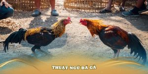 thuật ngữ đá gà