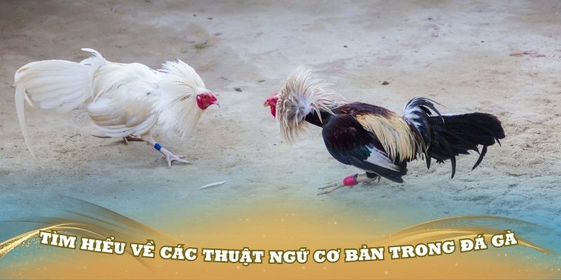 Tìm hiểu về các thuật ngữ cơ bản trong đá gà