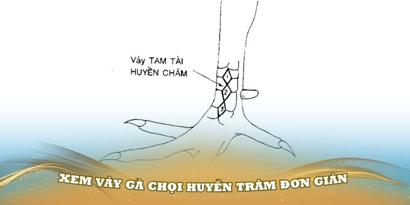 Xem vảy gà chọi Huyền Trâm đơn giản